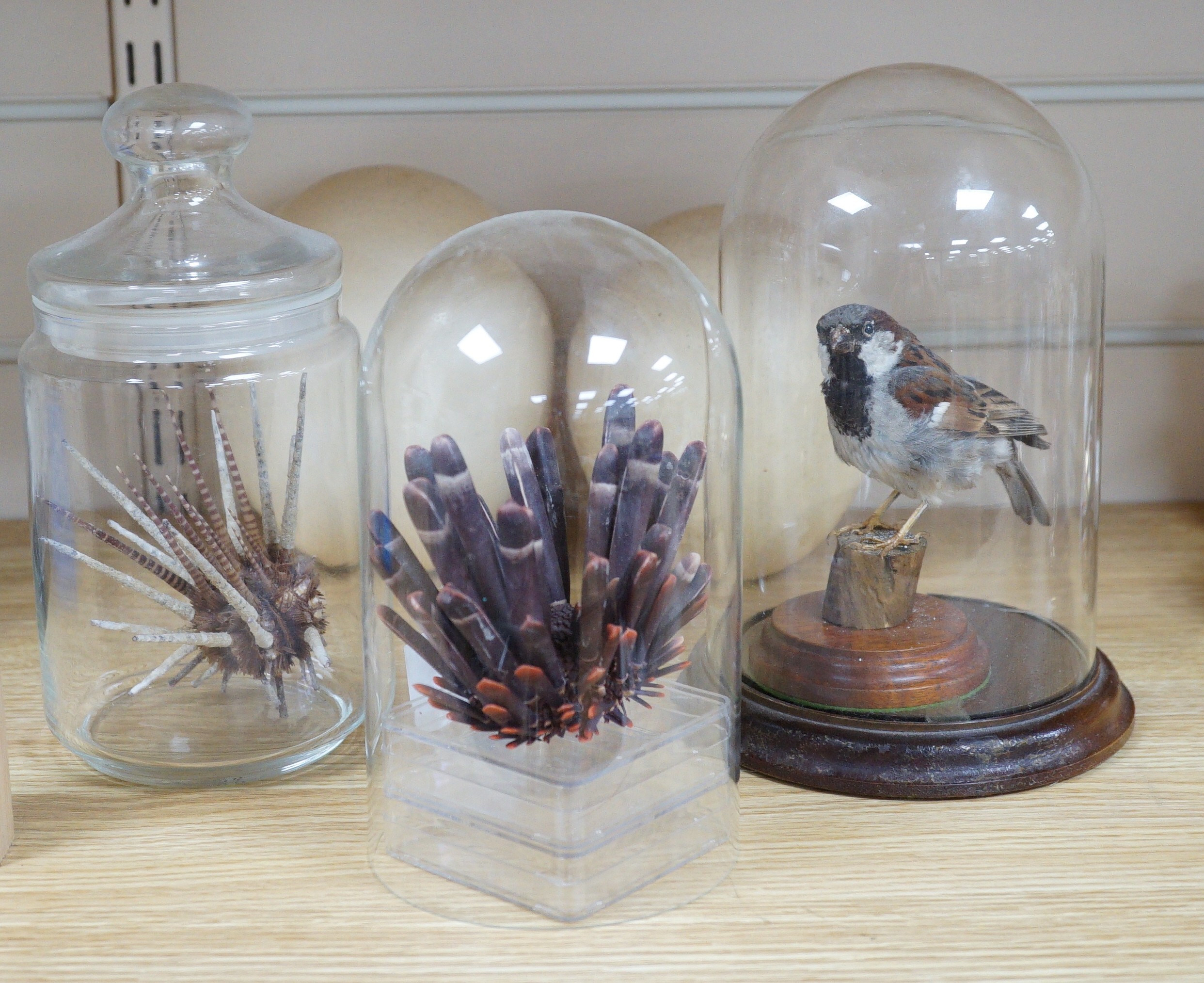 Two ostrich eggs, a taxidermy sparrow under a glass dome, 21 cm high, shell and urchin specimens